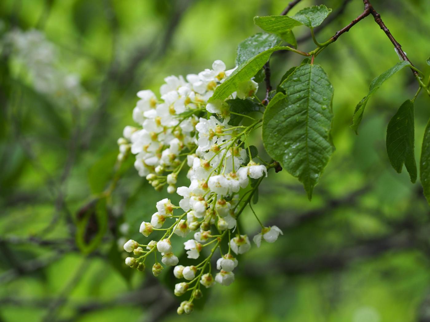 Cherry, Bird leaf